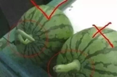 怎么做吃瓜群众视频教程,视频教程带你玩转美食世界