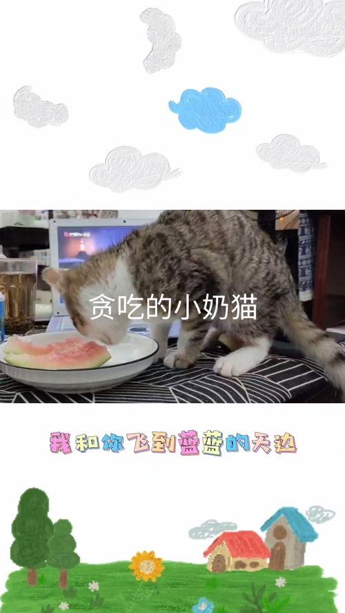 小瓜能给猫吃吗视频大全,小瓜能给猫吃吗？视频大全解析