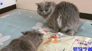 小瓜能给猫吃吗视频大全,小瓜能给猫吃吗？视频大全解析