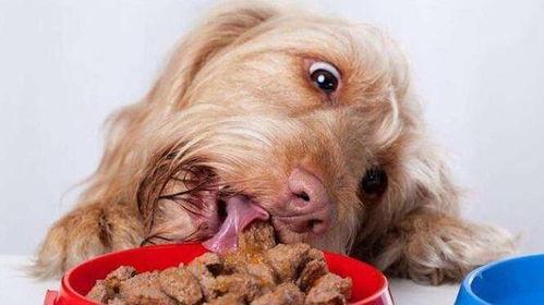 狗狗八卦吃瓜视频下载,揭秘萌宠界的吃瓜视频下载热潮