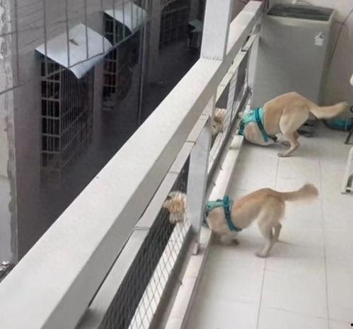狗狗八卦吃瓜视频下载,揭秘萌宠界的吃瓜视频下载热潮