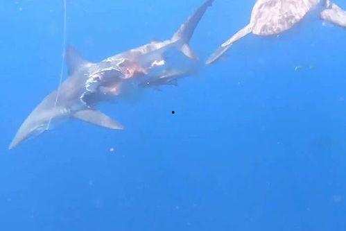 鲨鱼吃瓜整个小鱼视频,惊心动魄的海洋猎杀瞬间