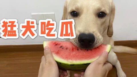 吃瓜带皮视频在线观看,在线观看热门视频的趣味之旅