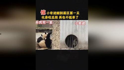邻居打架吃瓜事件视频播放,一场吃瓜群众的围观直播