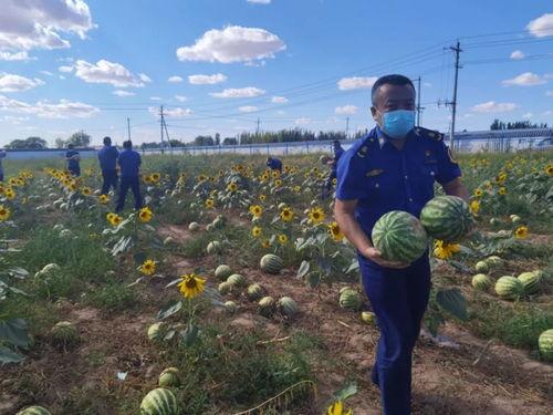 乌海市吃瓜事件视频播放,视频曝光引发社会热议