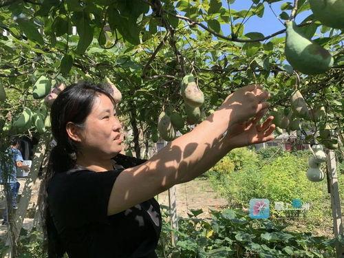 八月瓜种子可以吃么视频,可食用之谜