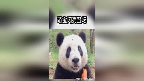 吃瓜熊猫搞笑视频下载安装,吃瓜乐趣一网打尽