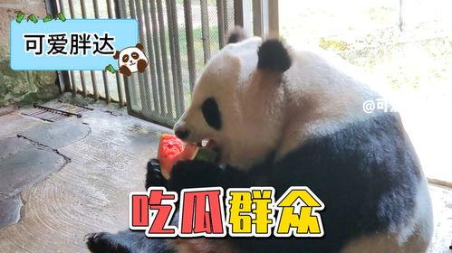 吃瓜熊猫搞笑视频下载安装,吃瓜乐趣一网打尽