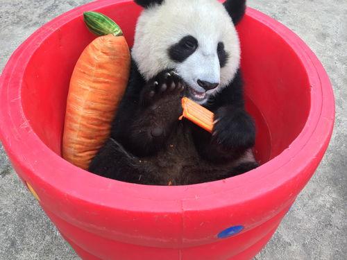 吃瓜熊猫搞笑视频下载安装,吃瓜乐趣一网打尽