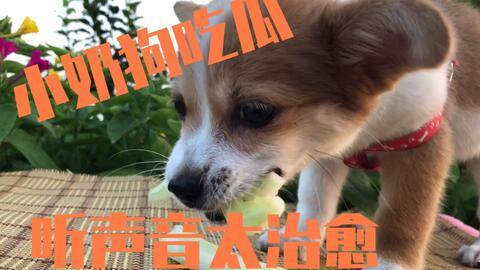 狗狗吃瓜素材视频下载网站,狗狗吃瓜视频网站，萌宠欢乐时光大放送