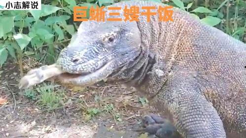 吃瓜印度巨蜥视频大全集,视频大全集深度解析