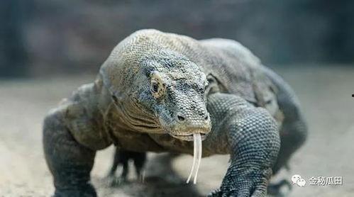 吃瓜印度巨蜥视频大全集,视频大全集深度解析