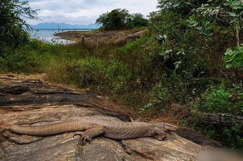 吃瓜印度巨蜥视频大全集,视频大全集深度解析
