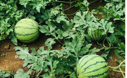 椒江吃瓜事件视频最新版,最新视频揭露惊人真相