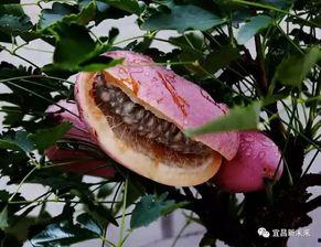 川哥吃八月瓜视频在线观看,在线观看解锁神秘果味之旅