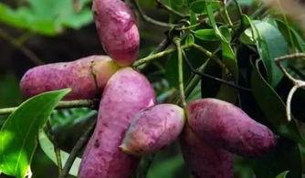 川哥吃八月瓜视频在线观看,在线观看解锁神秘果味之旅