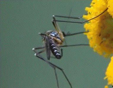 带你吃瓜杀蚊子视频大全,带你领略“吃瓜杀蚊子”视频盛宴