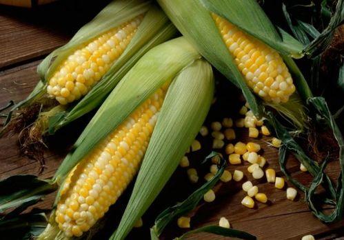 玉米地里吃瓜的视频,一场别开生面的吃瓜盛宴