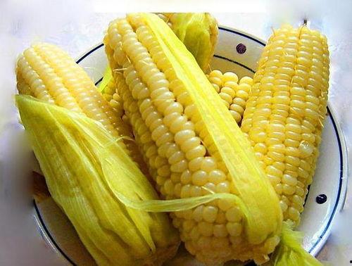 玉米地里吃瓜的视频,一场别开生面的吃瓜盛宴