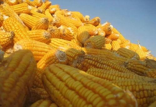 玉米地里吃瓜的视频,一场别开生面的吃瓜盛宴