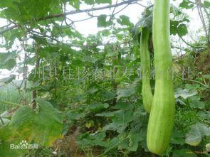 砍瓜怎么吃最有效果呢视频