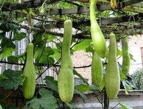 砍瓜怎么吃最有效果呢视频