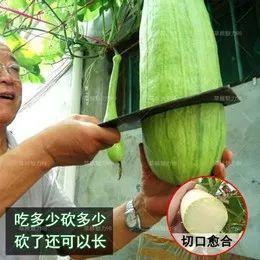 砍瓜怎么吃最有效果呢视频
