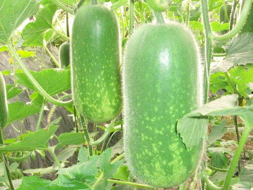 阿水吃瓜视频大全