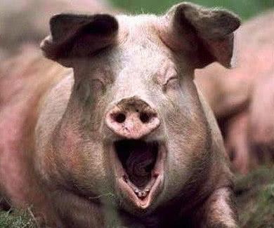 粉色的猪吃瓜搞笑视频,萌态可掬笑翻众人