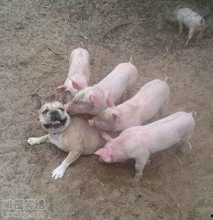 粉色的猪吃瓜搞笑视频,萌态可掬笑翻众人