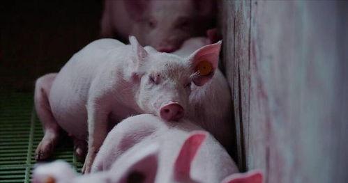 粉色的猪吃瓜搞笑视频,萌态可掬笑翻众人