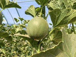 吃冰镇蜜瓜视频,冰镇蜜瓜美食体验