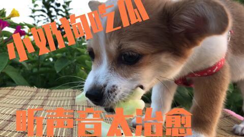 狗狗打架视频吃瓜,吃瓜群众围观萌宠“江湖风云”