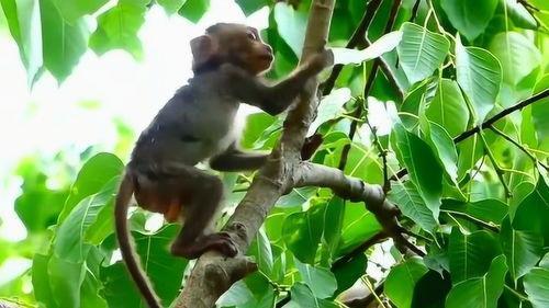 猴子上树吃瓜视频大全集,欢乐瞬间大盘点