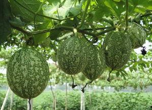 吊瓜可以啃西瓜吃吗视频,神奇视频揭秘啃瓜新玩法