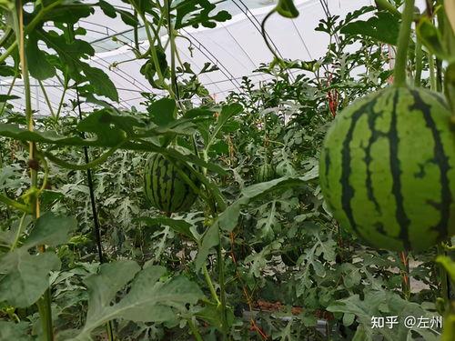 吊瓜可以啃西瓜吃吗视频,神奇视频揭秘啃瓜新玩法