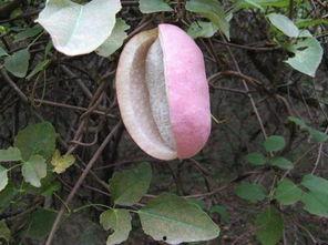 鸟吃八月瓜视频,跟随鸟类视角探寻自然美味