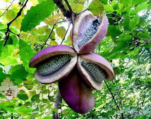 鸟吃八月瓜视频,跟随鸟类视角探寻自然美味