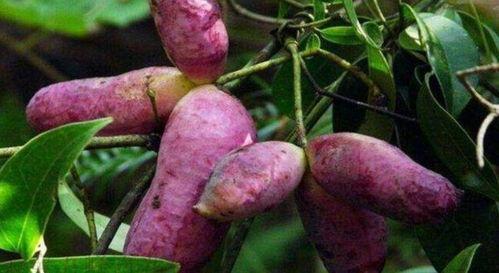 鸟吃八月瓜视频,跟随鸟类视角探寻自然美味