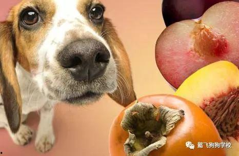 茄瓜能给狗吃吗视频大全,视频大全揭秘营养与注意事项