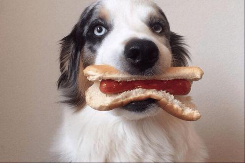 茄瓜能给狗吃吗视频大全,视频大全揭秘营养与注意事项