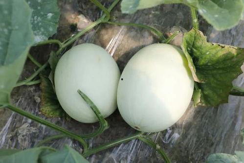 吃玉菇瓜视频,一探究竟的美食之旅