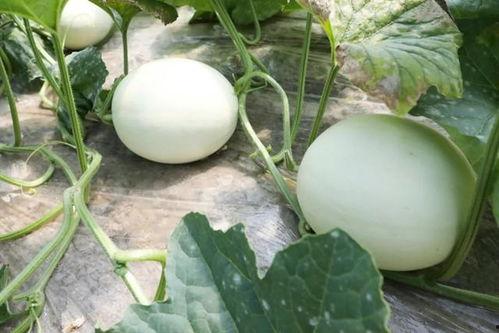 吃玉菇瓜视频,一探究竟的美食之旅