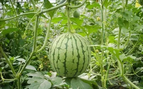 瓜哥带你吃瓜视频重庆,重庆特色小吃大揭秘