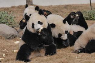 吃瓜熊猫人视频大全,趣味视频大盘点