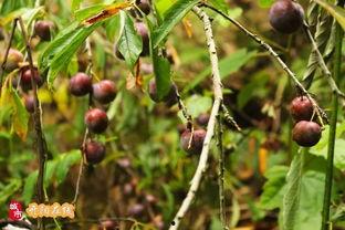女人吃八月瓜的视频,女性朋友们品尝美味瞬间