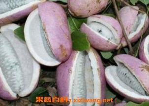 女人吃八月瓜的视频,女性朋友们品尝美味瞬间