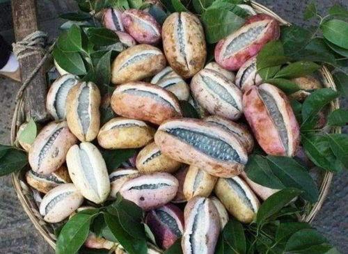 女人吃八月瓜的视频,女性朋友们品尝美味瞬间