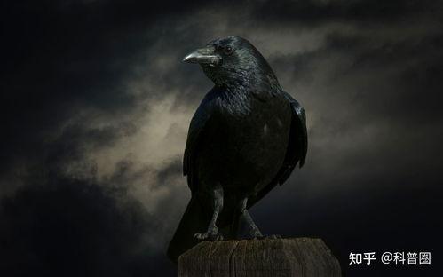 乌鸦吃瓜打架视频播放全集,一场爆笑全记录