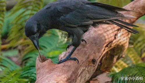 乌鸦吃瓜打架视频播放全集,一场爆笑全记录